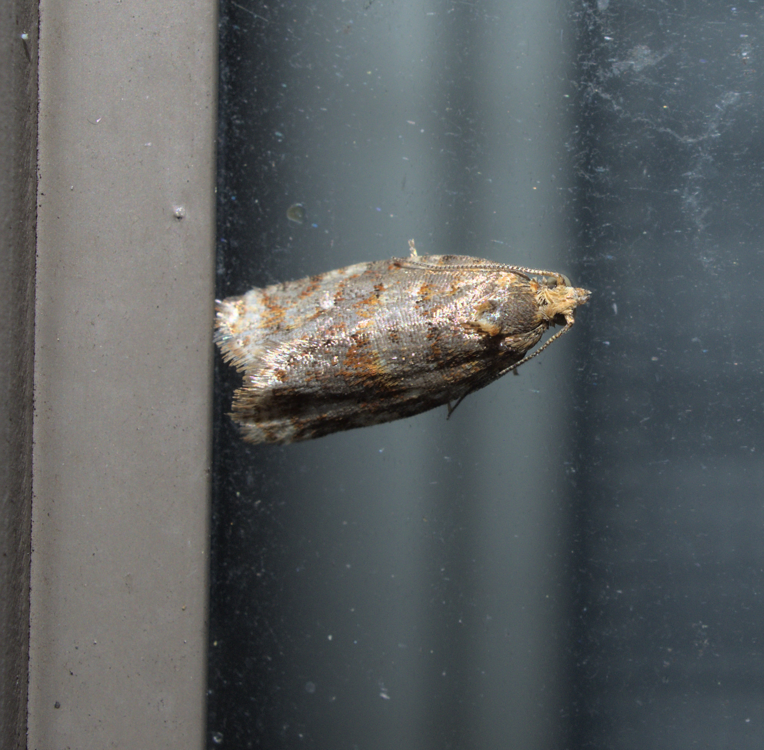Lots of positive descriptive terms for an agricultural pest_20210503.jpg